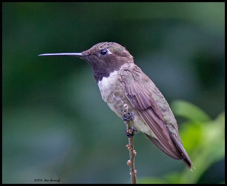 _5SB3848 black-chinned hb.jpg